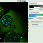 flim-fret-multiexpd_fastflim_enhancedcontrast.png