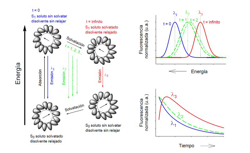 solvation_dynamics.png